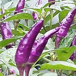Explosive Ember Pepper Capsicum annuum vegetable seeds for planting in vibrant home garden pots - Dharaseeds