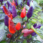 Explosive Ember Pepper Capsicum annuum vegetable seeds for planting in vibrant home garden pots - Dharaseeds