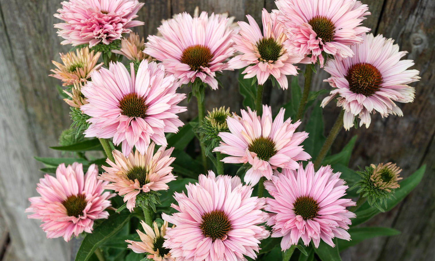 Echinacea Roots - Sunseekers Salmon