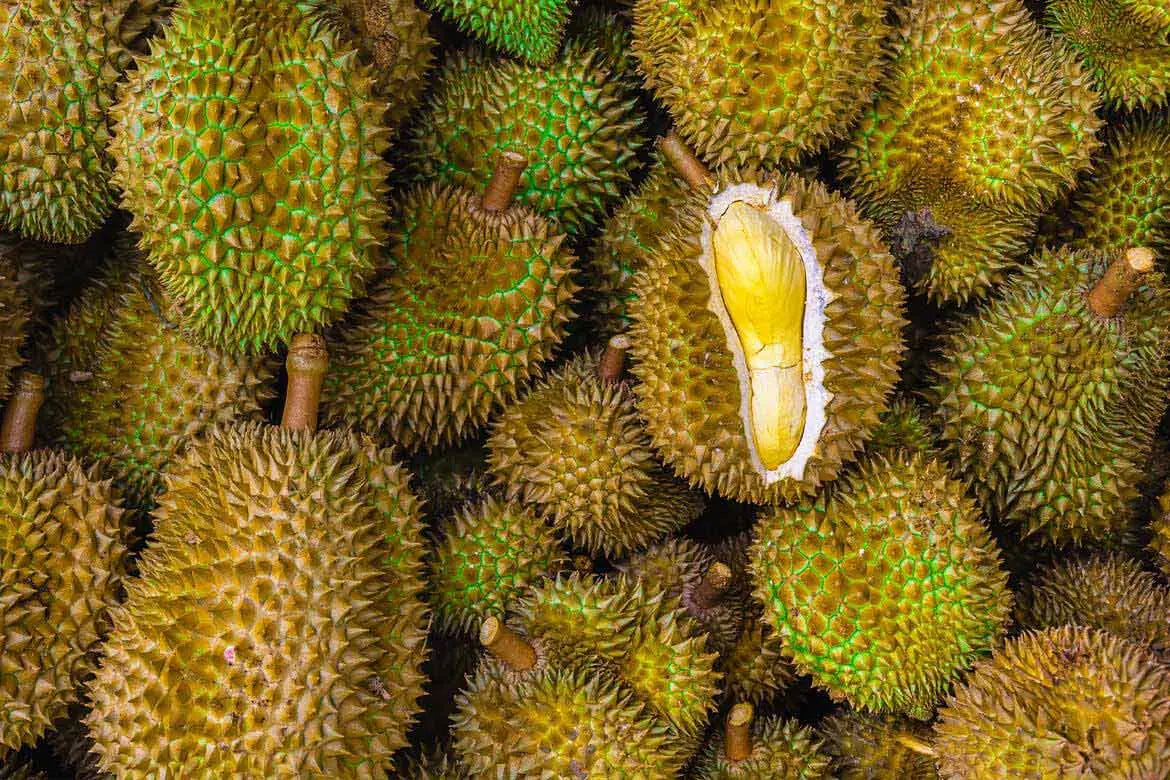 Durian (Durio spp.)