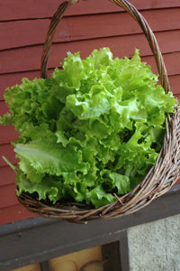 organic-mild-flavored-green-leafy-garden-seeds


