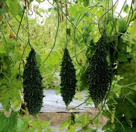 Bitter gourd-Chintu