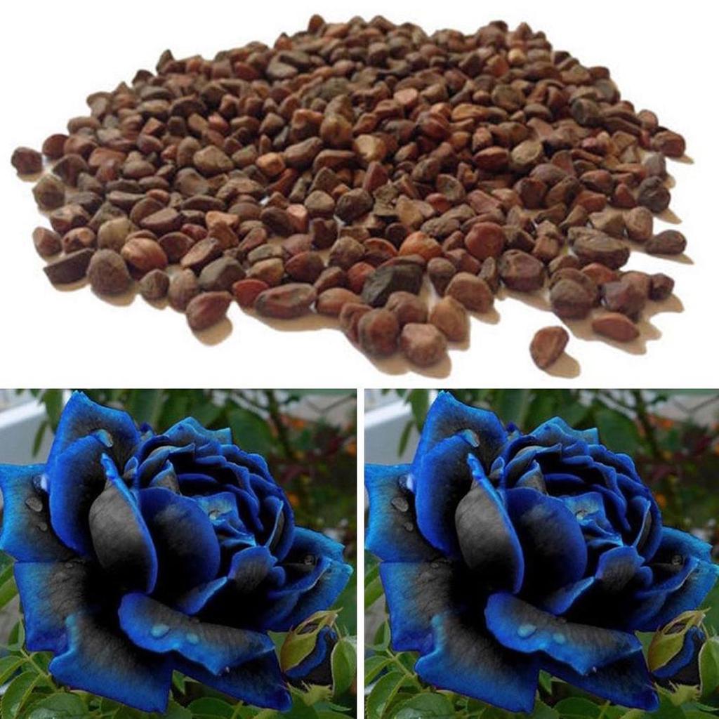 Rose Rosa Hybrida Midnight Flower Seeds for Planting