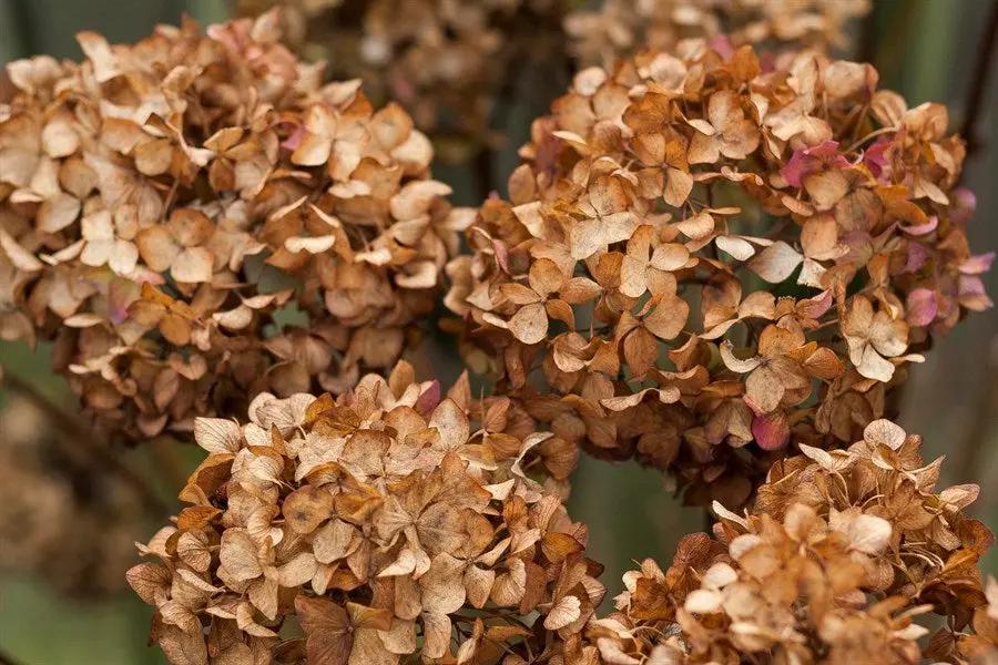 Hydrangea Flower Seeds Brown for Planting, NON GMO Seeds for planting in home garden
