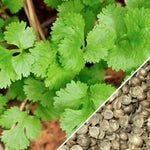 Fresh cilantro leaves being harvested by hand.

