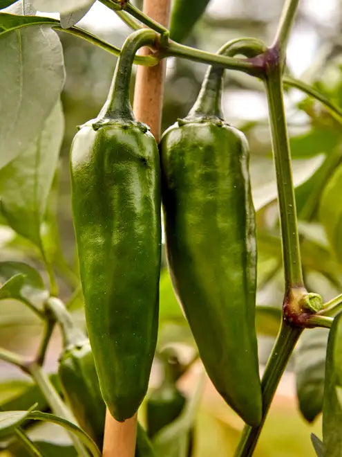 Hot Pepper Seeds - Pot-a-Peno