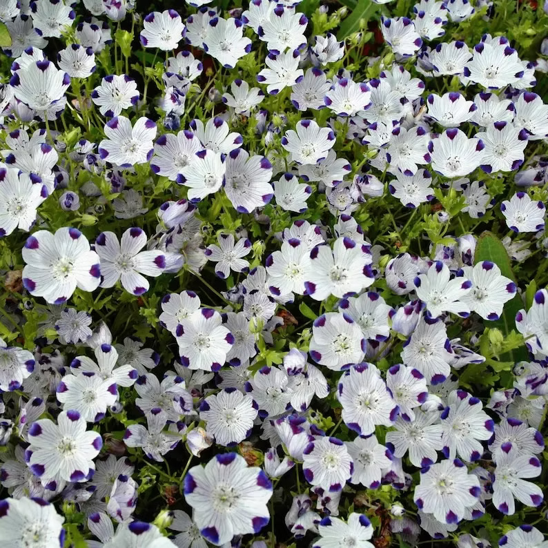Five Spot Nemophila maculata Flowering Seeds For Planting in backyard garden beds or spring flower mixes
