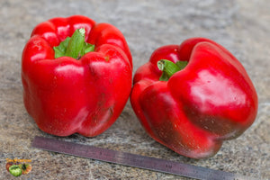 robust pepper plants with dense foliage and heavy fruit set

