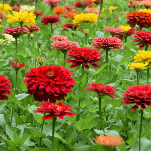 colorful giant Zinnia flowers in red, pink, purple, yellow, and white in garden bed

