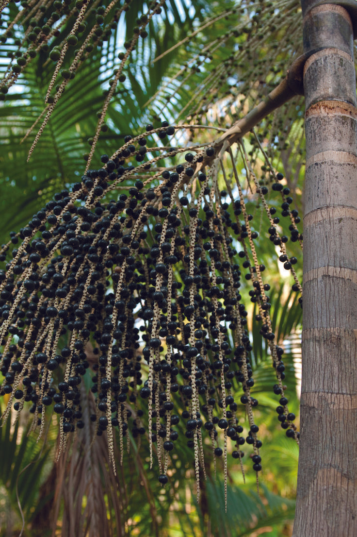 Acai (Euterpe oleracea) Seeds