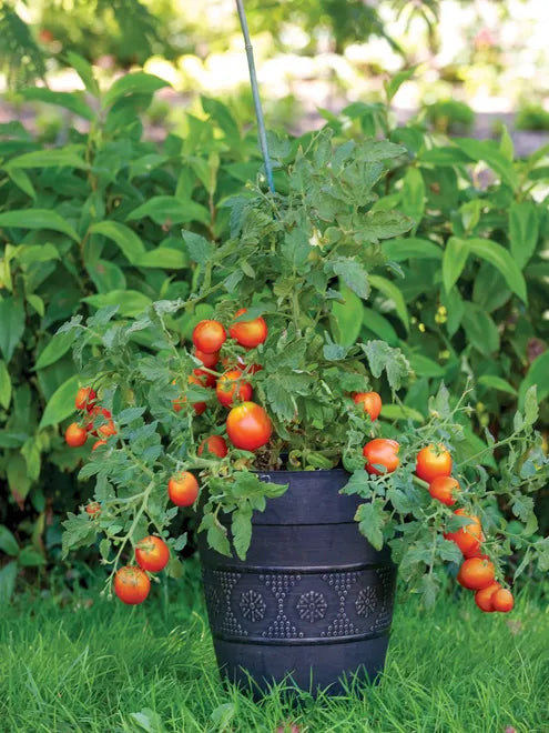 Tomato Seeds - Early Girl (Bush)