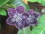 Streptocarpus Seeds for Planting - NON GMO Seeds Dhara Seeds
