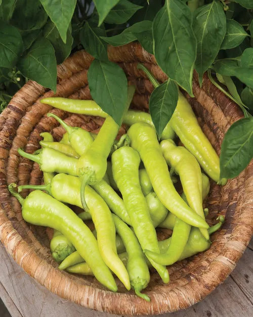 Sweet Pepper Seeds - Pepperoncini Italian