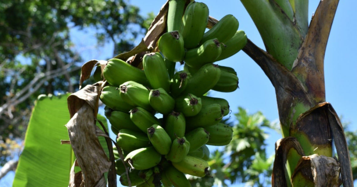 Desert Banana (Ensete ventricosum)