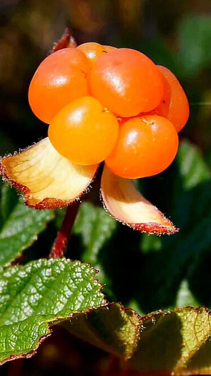 Cloudberry Seeds