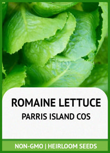 close-up of tightly packed romaine head with crisp, textured leaves


