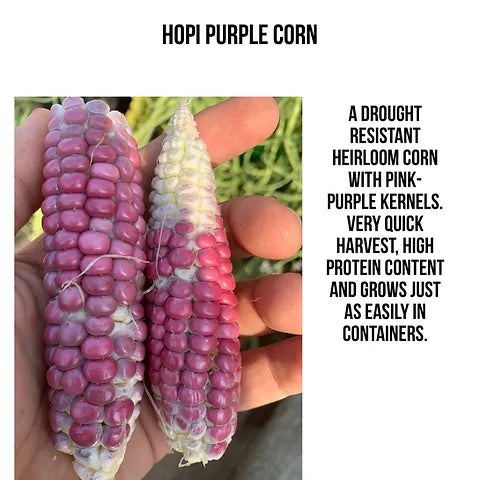 Corn Seeds, Hopi Purple