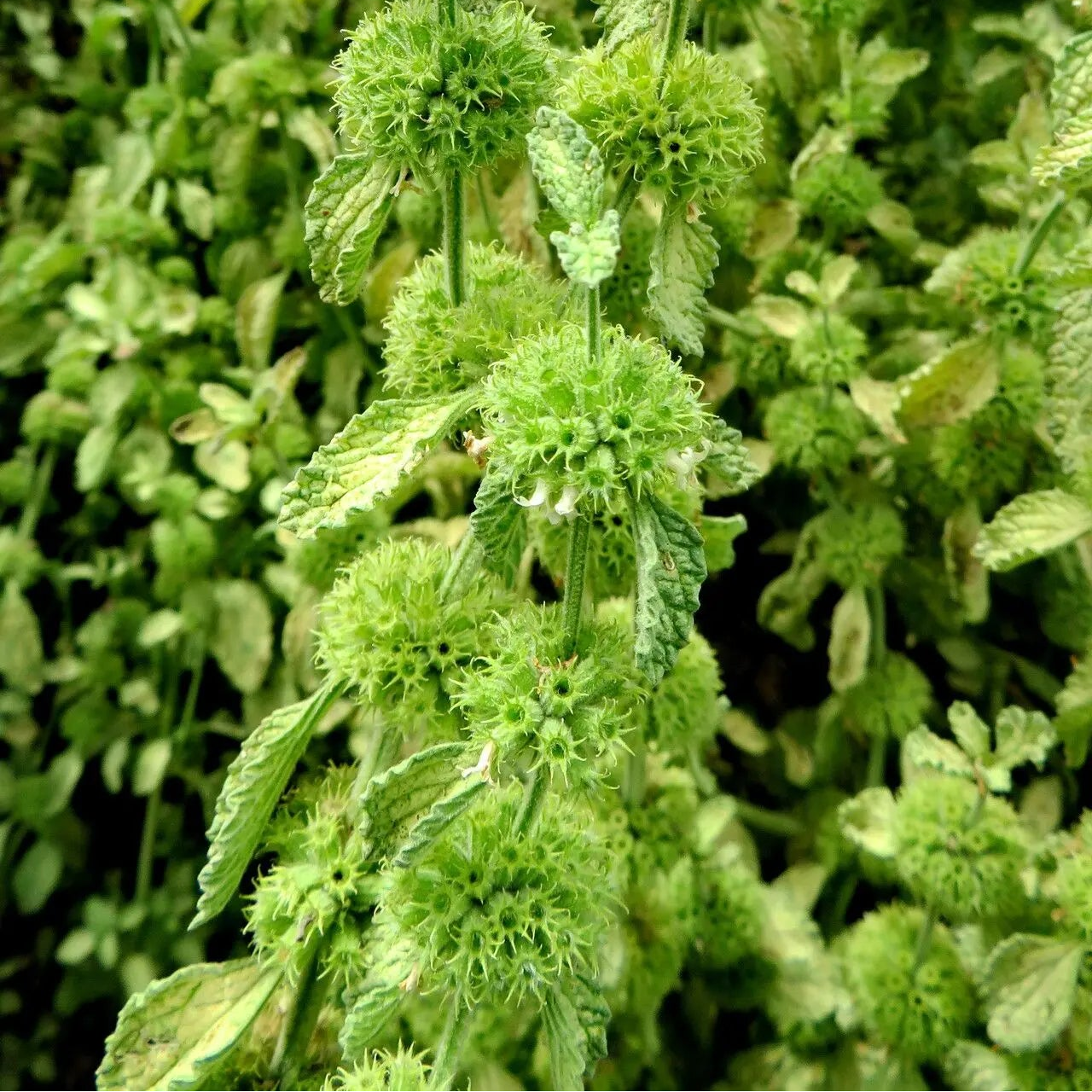 Light Green Marrubium Vulgare Herb Plant Seeds for Planting & Garden Use – Fresh Herb for Your Garden