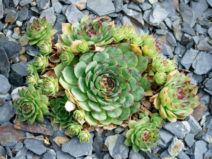 Hens and Chicks Plant Seeds for Planting - 100