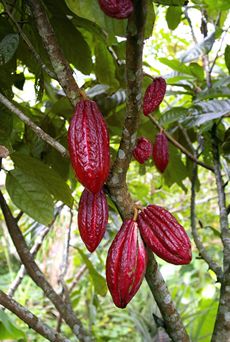 Chocolate Fruit (Theobroma bicolor)