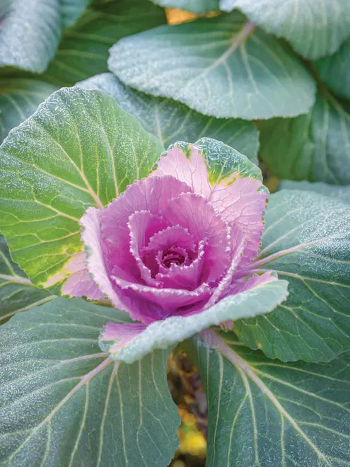 Crane Pink Ornamental Kale Seed