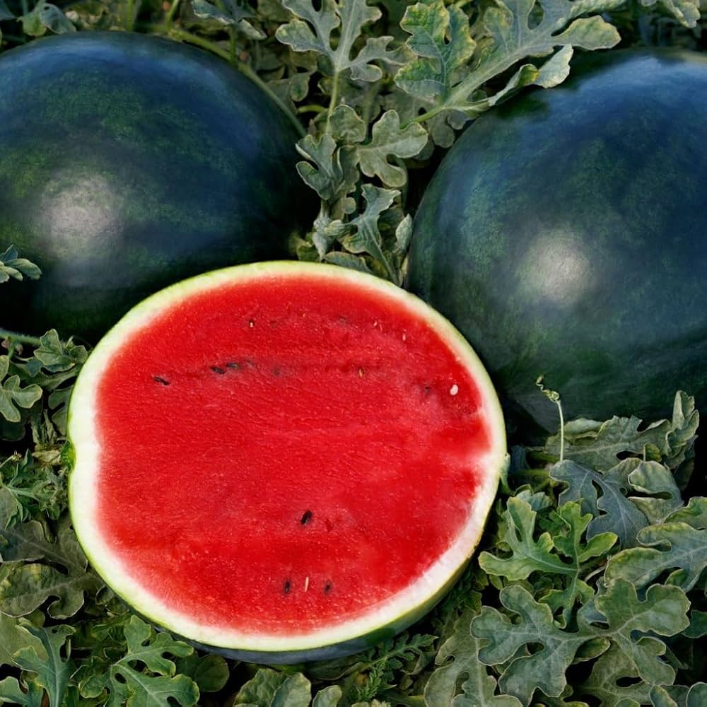 Faerie Hybrid Watermelon Seeds compact sweet icebox-size variety