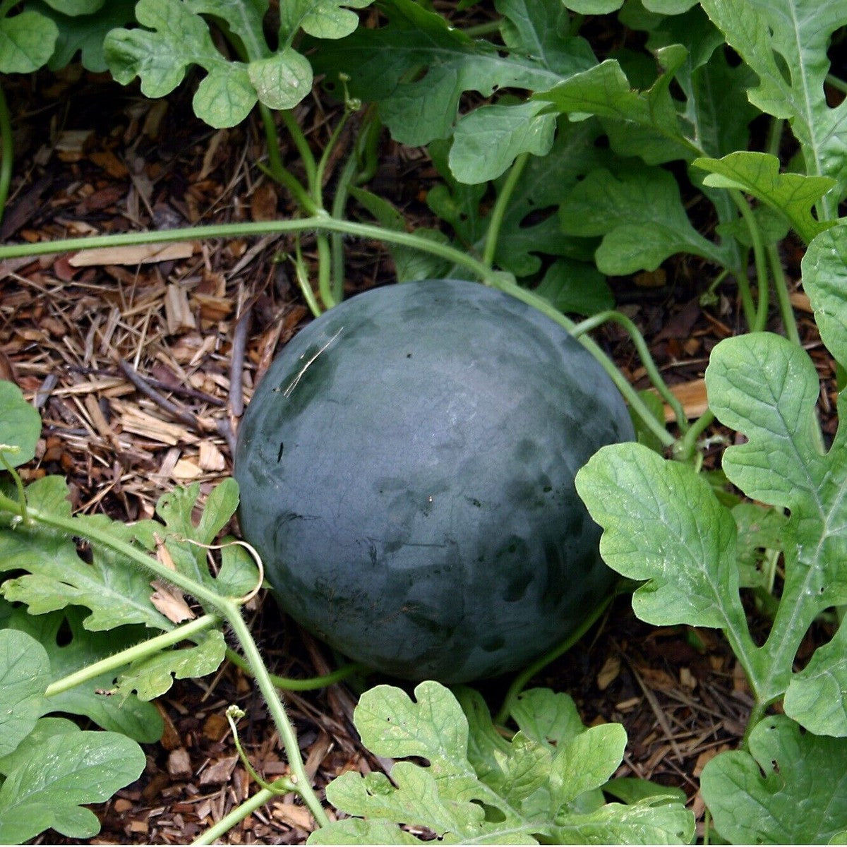 Easy-to-grow Faerie Hybrid Watermelon Seeds for home gardens