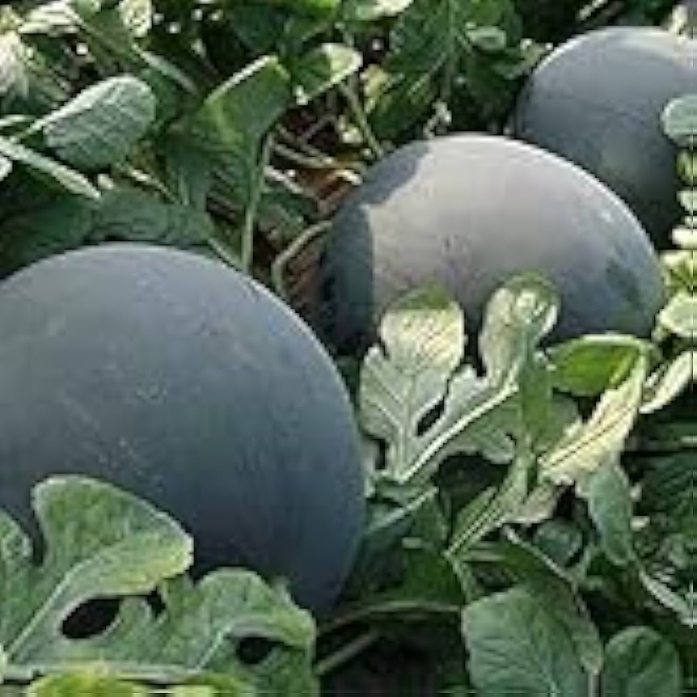 Non-GMO Faerie Hybrid Watermelon Seeds for garden planting