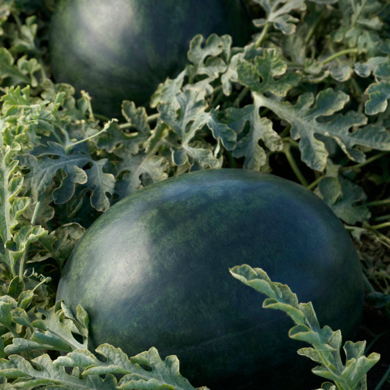 Faerie Hybrid Watermelon Seeds producing small high-yield melons