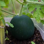 Faerie Hybrid Watermelon Seeds ideal for summer growing