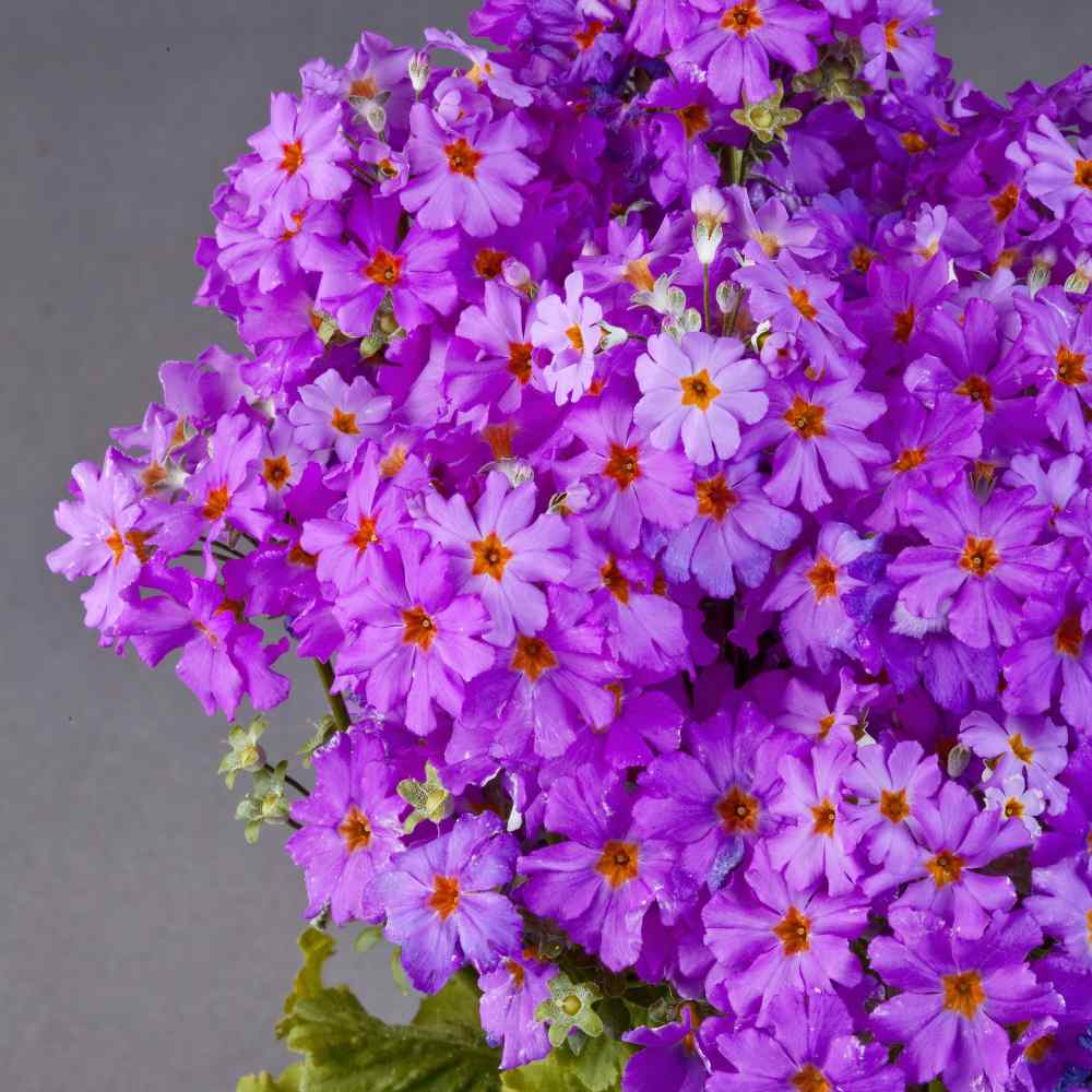 Fairy Primrose Lavender Delicate Petal Flower Seeds