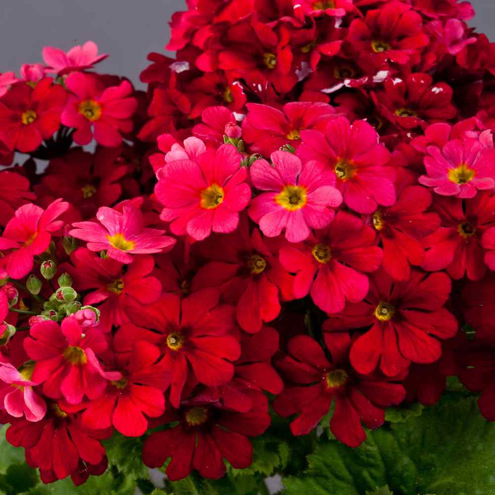 Fairy Primrose Crimson Shade Bloom Flower Seeds