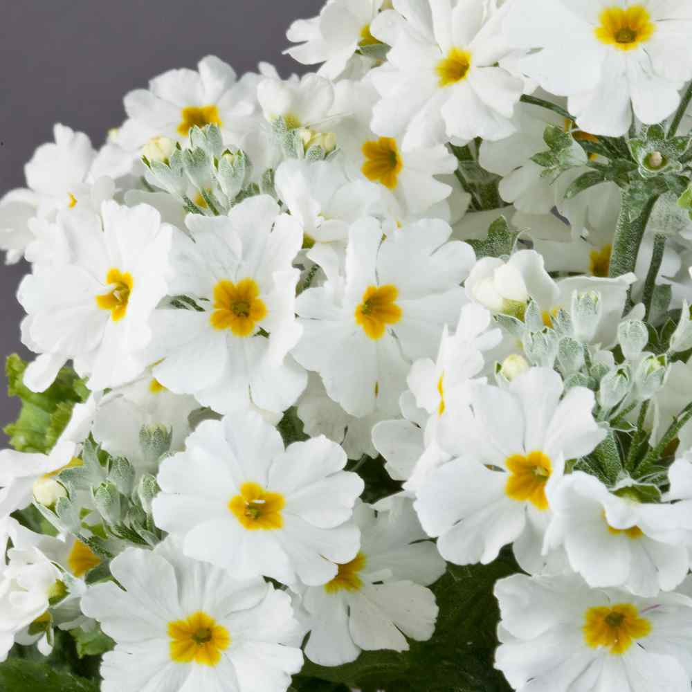 Fairy Primrose White Pure Petal Flower Seeds