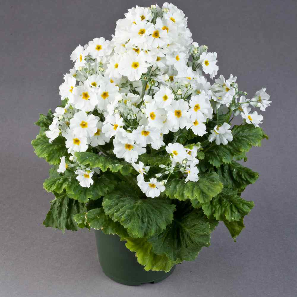 Fairy Primrose White Pure Petal Flower Seeds