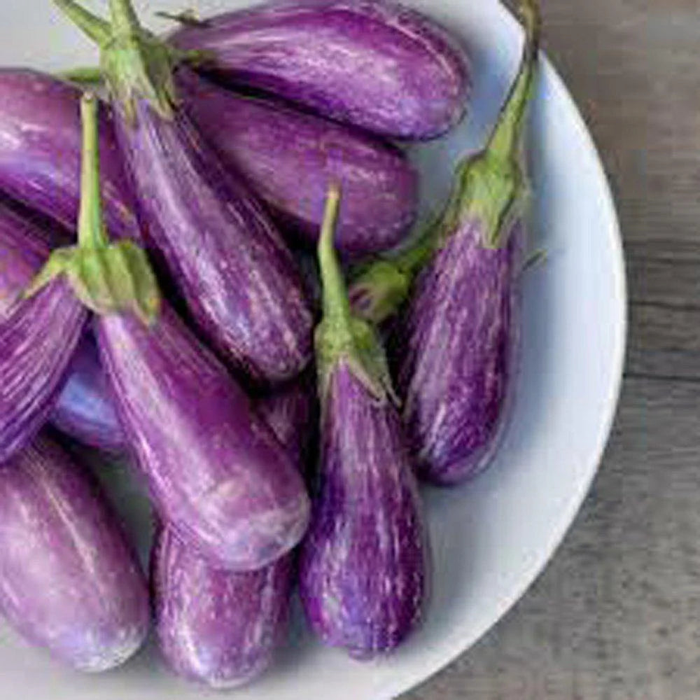 Compact Fairy Tale eggplant seeds variety for small gardens