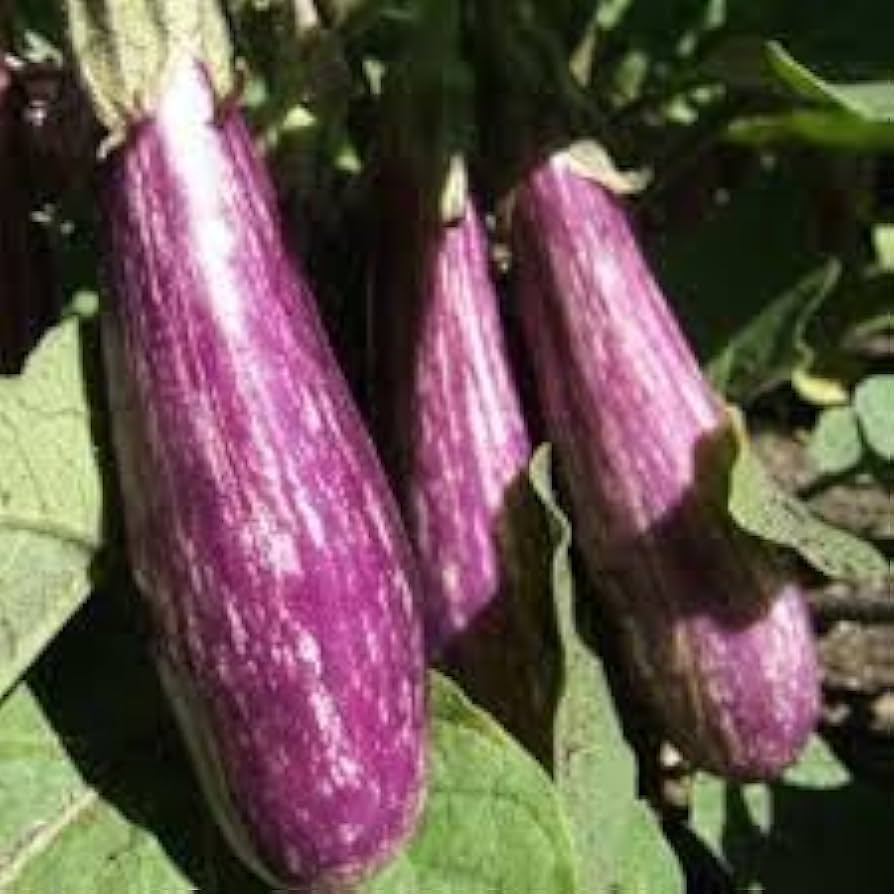 Fairy Tale eggplant seeds for planting home garden