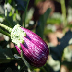 Fairy Tale eggplant seeds growing guide