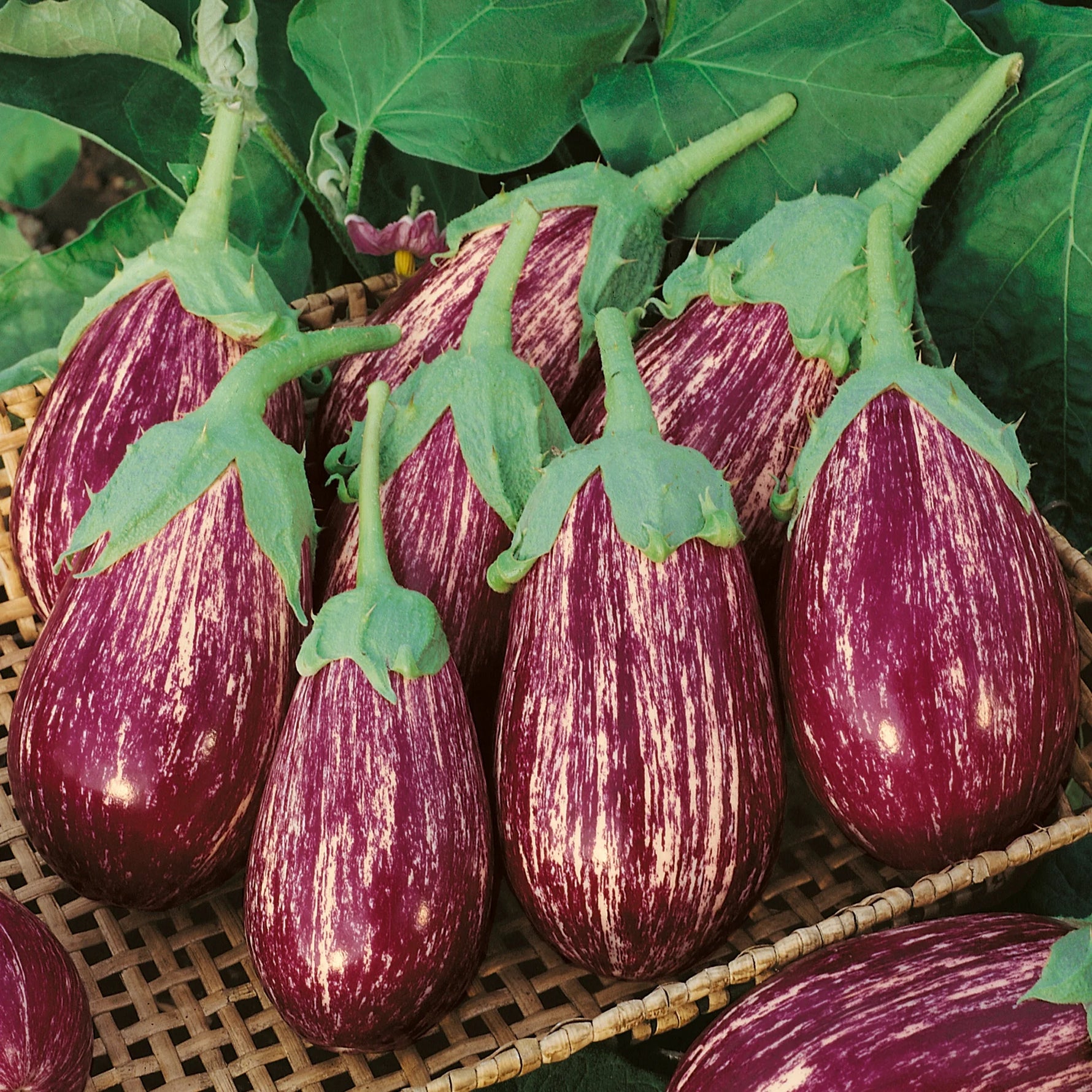 Heirloom non GMO Fairy Tale eggplant seeds