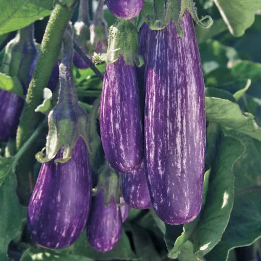 Fairy Tale eggplant seeds organic high germination