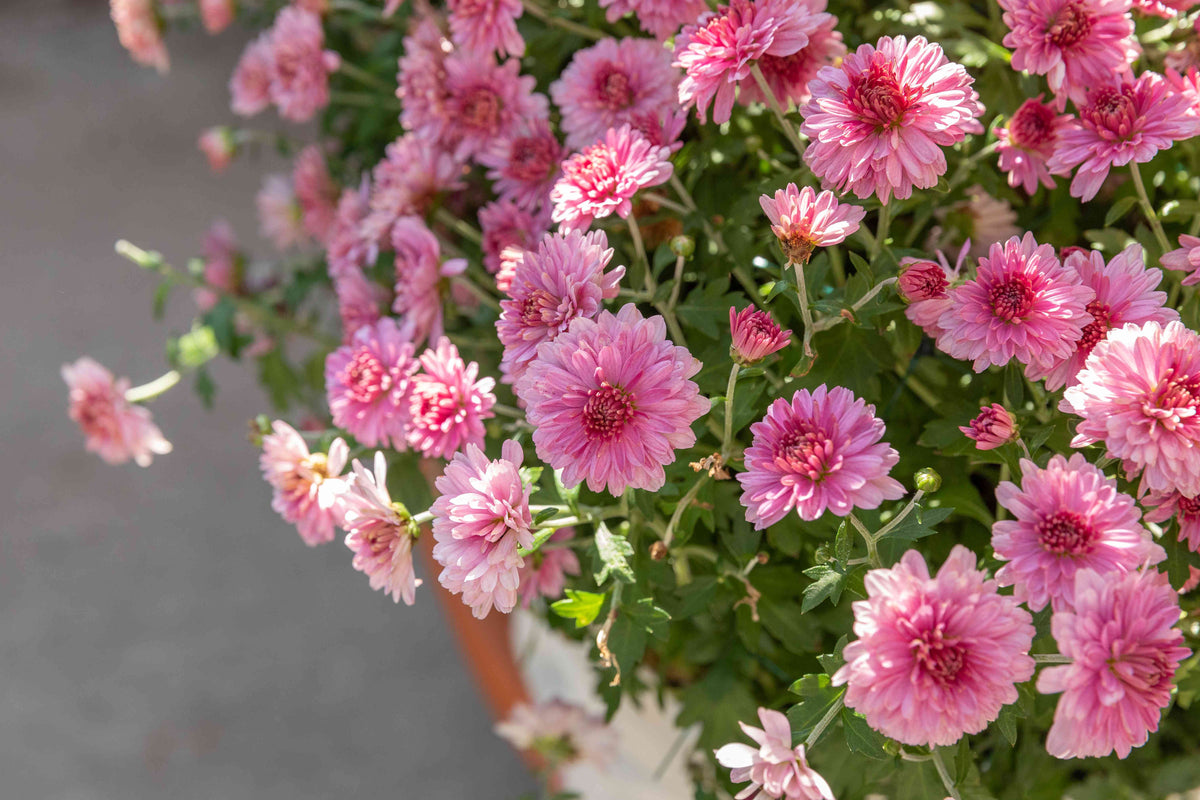 Chrysanthemum Morifolium Ground Cover Flower Seeds for Planting – Home & Landscape Gardens