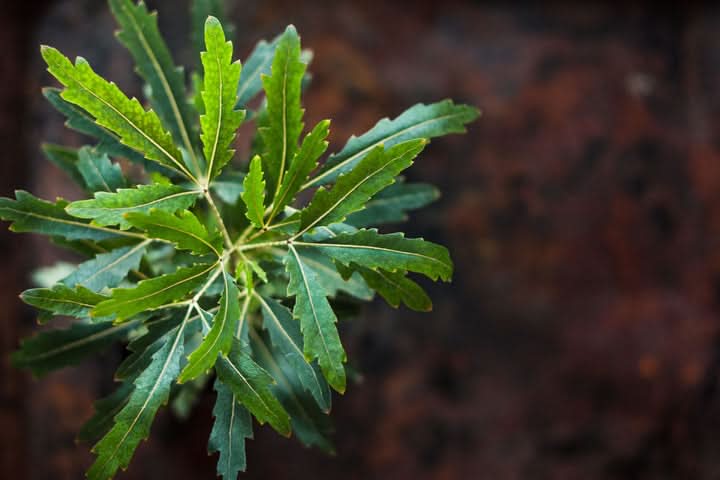 Green Dizygotheca Elegantissima Decorative Plant Seeds for Indoor Gardens – Fresh Herb for Your Garden