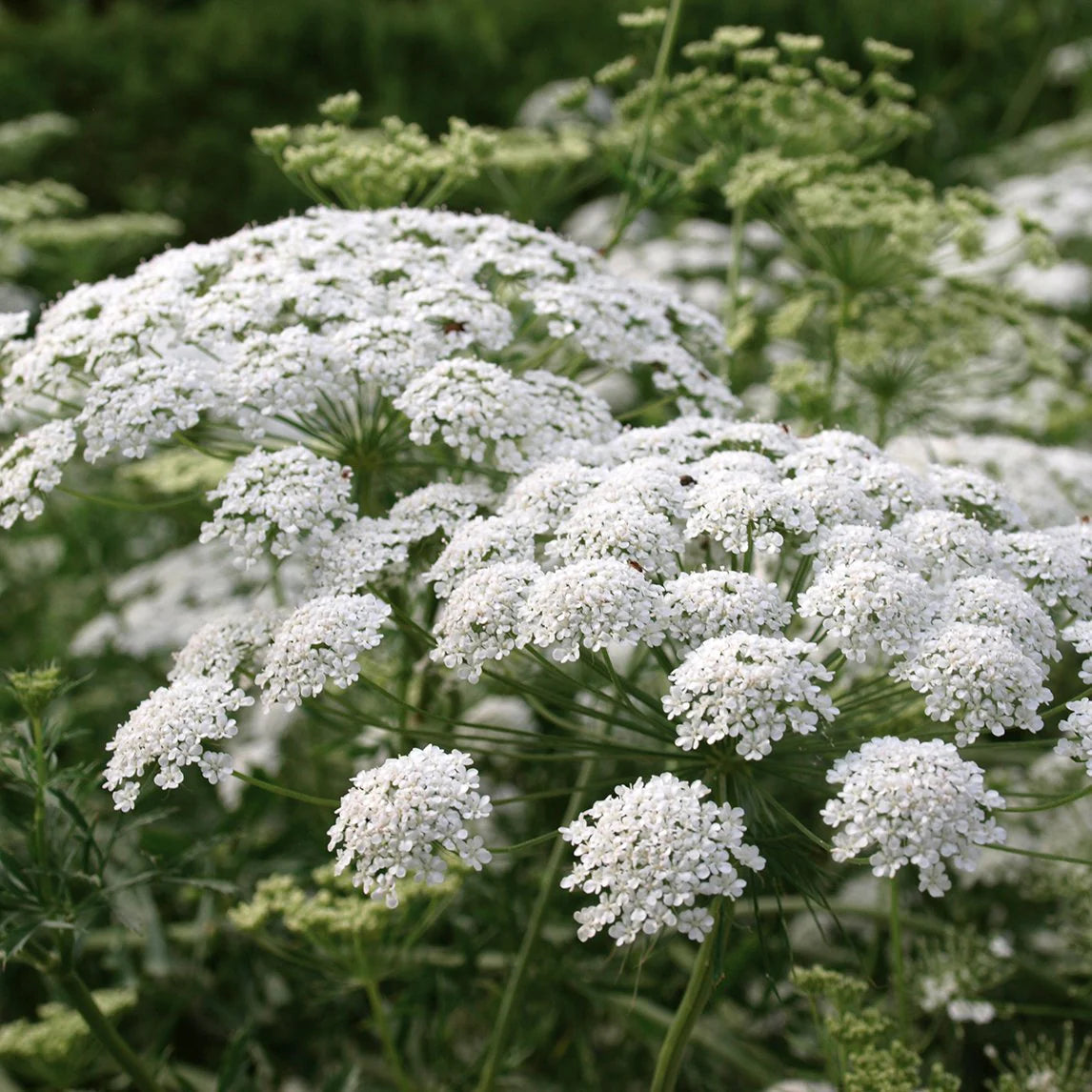 Wildflower Daucus Carota Cap Bishop’s Flower Seeds for Planting