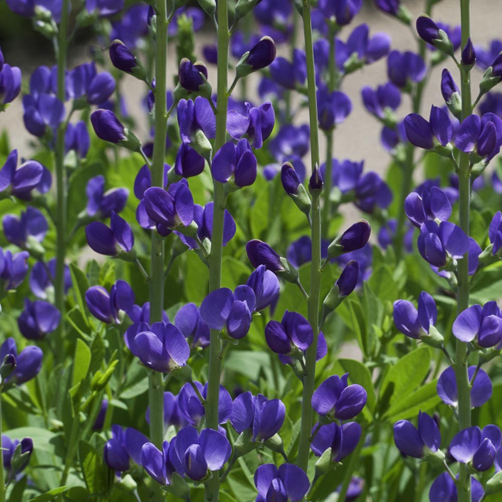 Blue False Indigo Hardy Perennial Flower Seeds