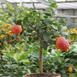 Fast growing lemon seedlings in full sun