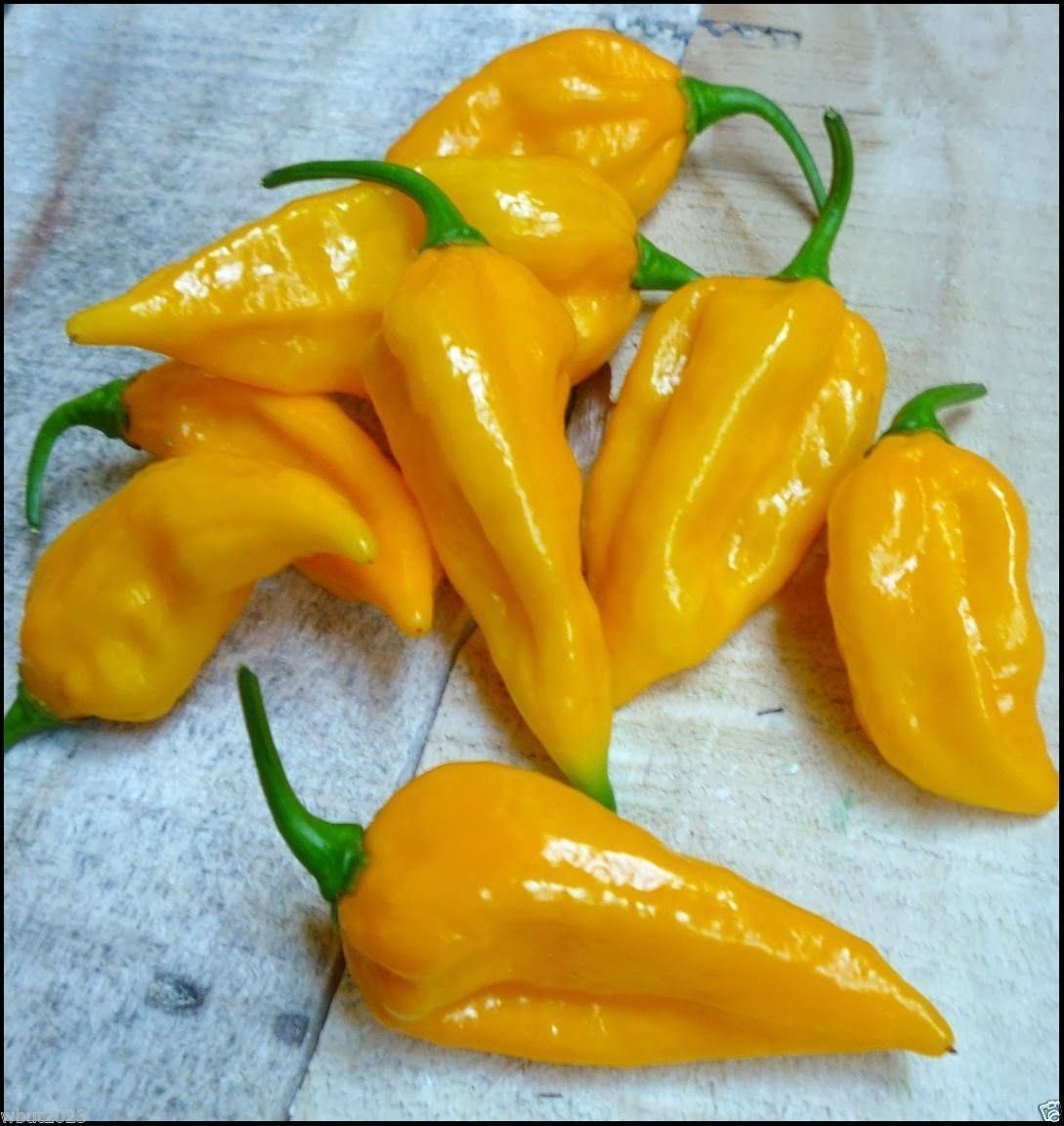 Fatalii Hot Pepper Seeds – Fiery Yellow Pepper with Citrus Flavor - Dharaseeds