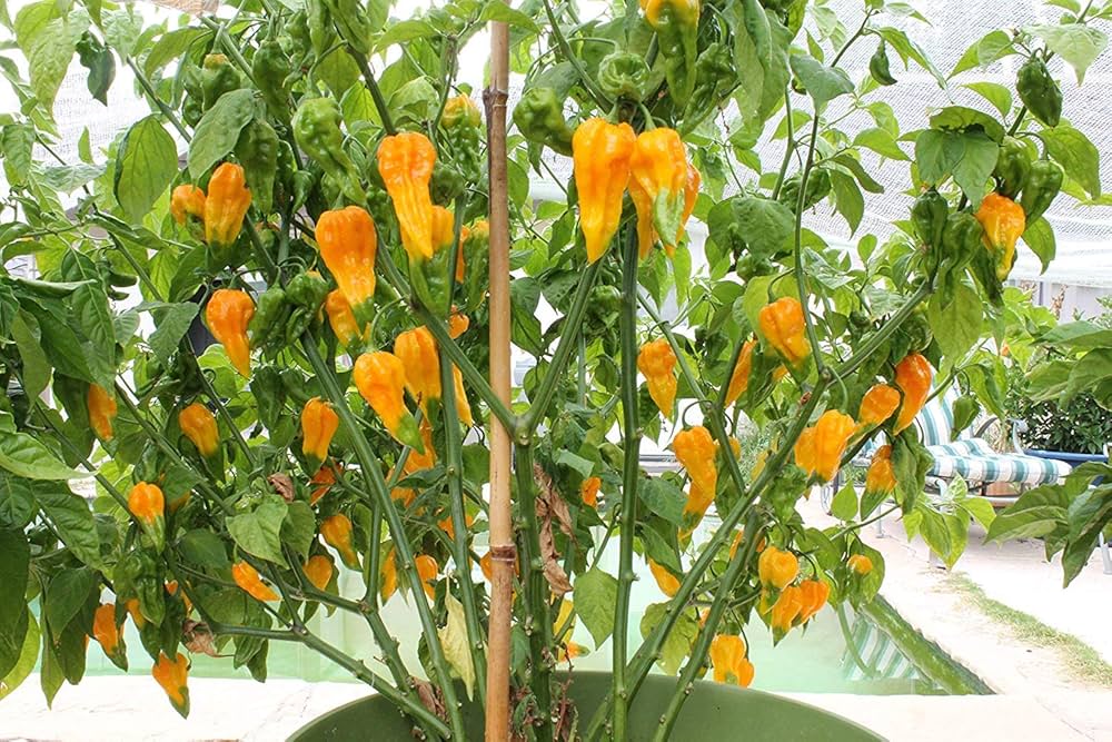 Fatalii Hot Pepper Seeds – Fiery Yellow Pepper with Citrus Flavor - Dharaseeds