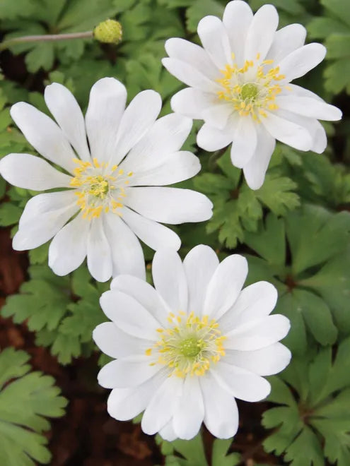 Anemone White Splendor Seeds