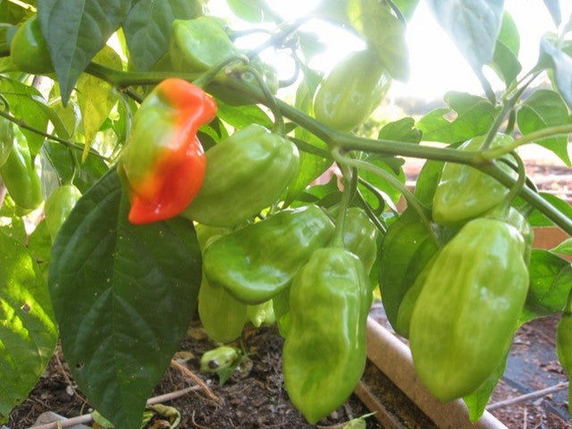 Hot Pepper ‘Tobago Seasoning’ Vegetable Seeds – Spicy Caribbean variety