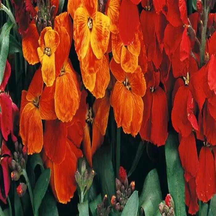 Orange Utricularia Flower Seeds for Planting - NON GMO Seeds Dhara Seeds