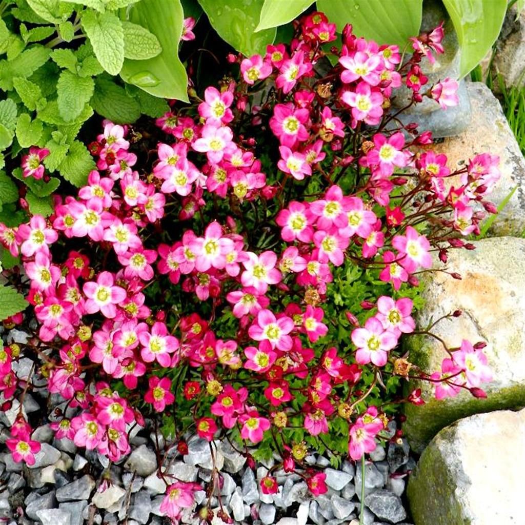 Pink Saxifraga Flower Seeds for Planting - NON GMO Seeds